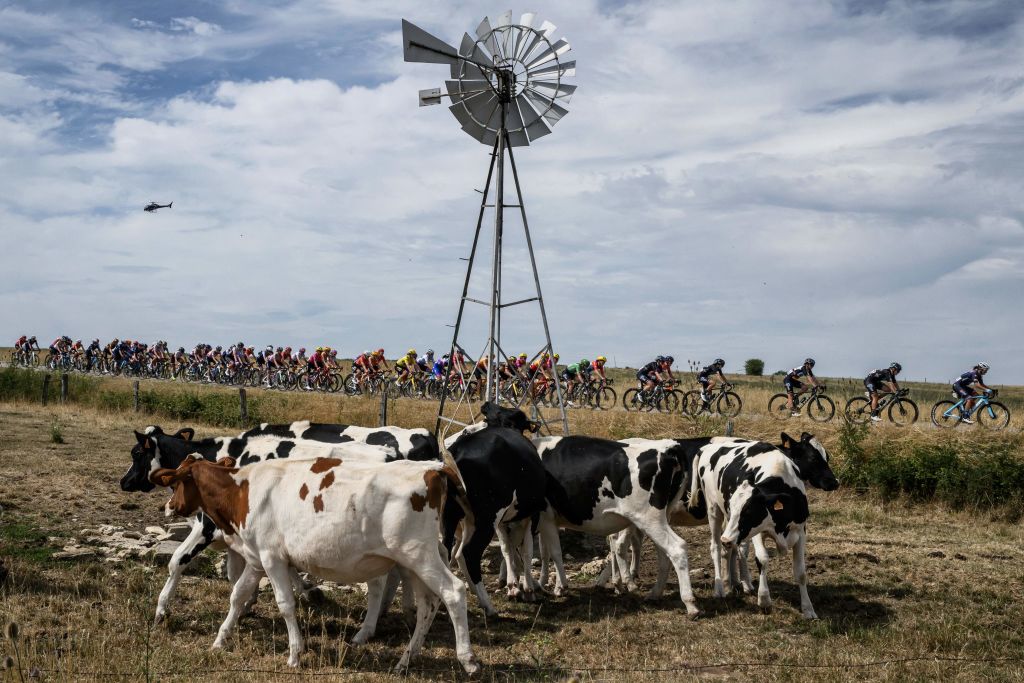 L'organisateur de Flamanville réplique aux affirmations selon lesquelles le lait de la région pourrait provoquer des tests positifs